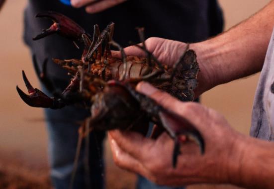 水質(zhì)在線監(jiān)測儀對小龍蝦養(yǎng)殖水的重要因素是什么 水質(zhì)在線監(jiān)測儀對小龍蝦養(yǎng)殖水的重要因素是什么